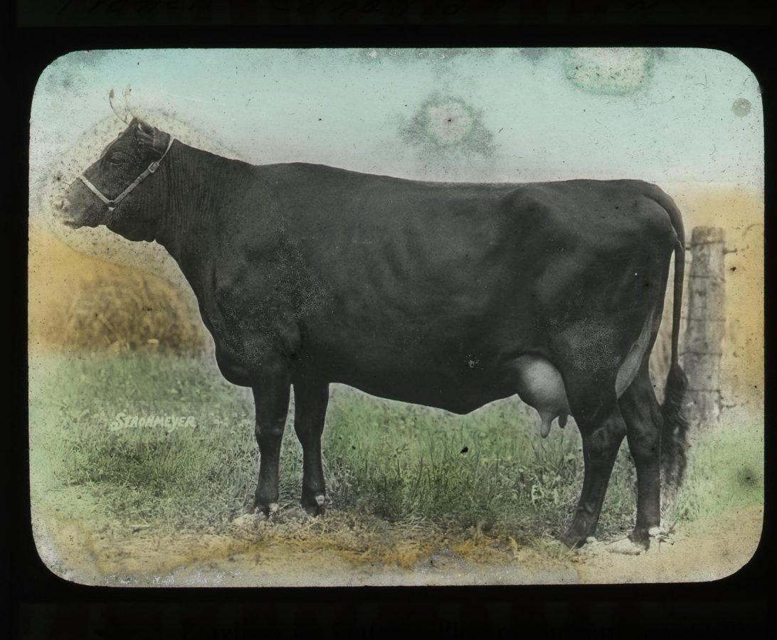 Canadienne Cow